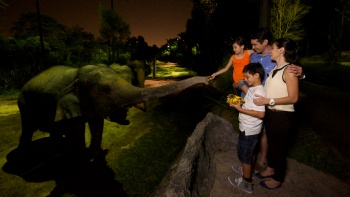 夜の動物園でゾウの赤ちゃんと触れ合う家族 